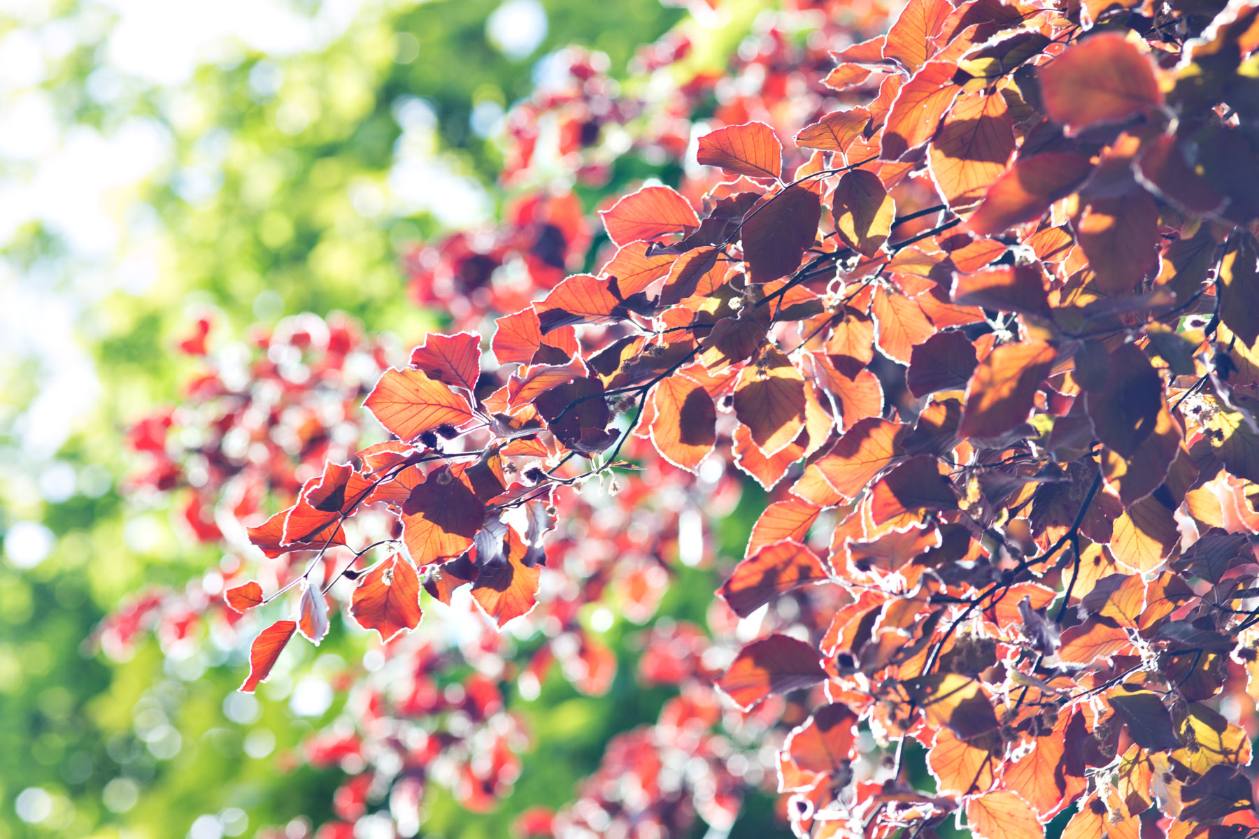 Närbild på ett träd med orangea löv. Foto.