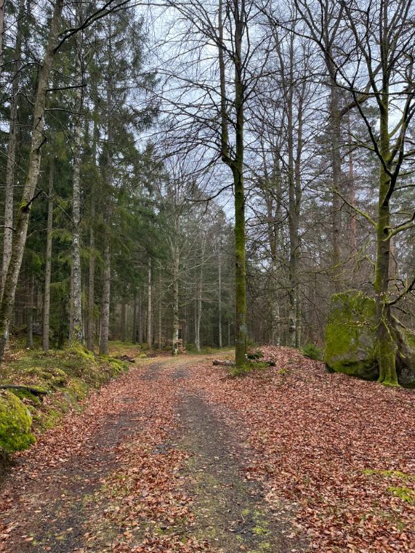 Forestpath - Together towards multifunctional forests in southern Sweden, project photo.